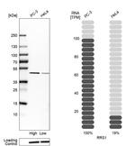 RRS1 Antibody