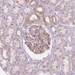 NOS1AP Antibody in Immunohistochemistry (Paraffin) (IHC (P))