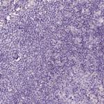 NOS1AP Antibody in Immunohistochemistry (Paraffin) (IHC (P))