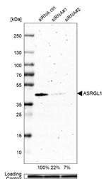 ALP Antibody in Western Blot (WB)