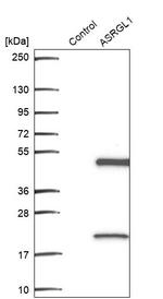 ALP Antibody in Western Blot (WB)