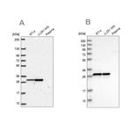 MRPL28 Antibody in Western Blot (WB)