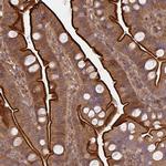 TNMD Antibody in Immunohistochemistry (Paraffin) (IHC (P))