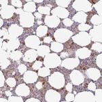 Azurocidin Antibody in Immunohistochemistry (Paraffin) (IHC (P))