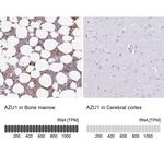 Azurocidin Antibody in Immunohistochemistry (IHC)