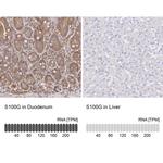 S100G Antibody in Immunohistochemistry (IHC)