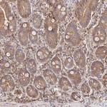 S100G Antibody in Immunohistochemistry (IHC)