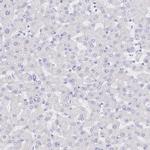 S100G Antibody in Immunohistochemistry (IHC)