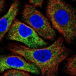 MIA3 Antibody in Immunocytochemistry (ICC/IF)