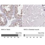 MIA3 Antibody