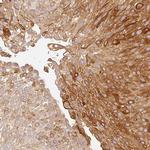 MBOAT7 Antibody in Immunohistochemistry (Paraffin) (IHC (P))