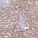 BRP44 Antibody in Immunohistochemistry (IHC)