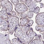 BRP44 Antibody in Immunohistochemistry (IHC)