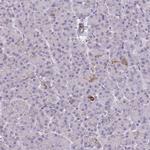 BRP44 Antibody in Immunohistochemistry (IHC)