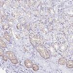 NSG2 Antibody in Immunohistochemistry (Paraffin) (IHC (P))