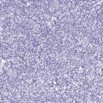 NSG2 Antibody in Immunohistochemistry (Paraffin) (IHC (P))