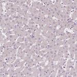 MMS19 Antibody in Immunohistochemistry (Paraffin) (IHC (P))