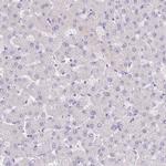 LRRC26 Antibody in Immunohistochemistry (Paraffin) (IHC (P))