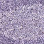 LRRC26 Antibody in Immunohistochemistry (Paraffin) (IHC (P))