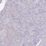 KIRREL3 Antibody in Immunohistochemistry (IHC)