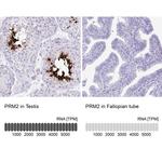 PRM2 Antibody