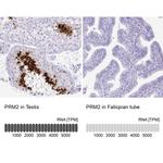 PRM2 Antibody