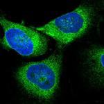 GPSN2 Antibody in Immunocytochemistry (ICC/IF)