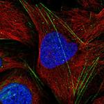 KLC3 Antibody in Immunocytochemistry (ICC/IF)