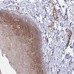 KLC3 Antibody in Immunohistochemistry (Paraffin) (IHC (P))