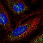 PAIP2 Antibody in Immunocytochemistry (ICC/IF)