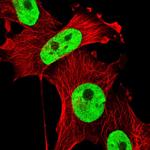 SAM68 Antibody in Immunocytochemistry (ICC/IF)