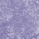 CPTP Antibody in Immunohistochemistry (Paraffin) (IHC (P))