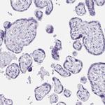 CPTP Antibody in Immunohistochemistry (Paraffin) (IHC (P))