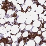 Ankyrin 1 Antibody in Immunohistochemistry (Paraffin) (IHC (P))