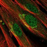 EFHD1 Antibody in Immunocytochemistry (ICC/IF)