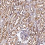 EFHD1 Antibody in Immunohistochemistry (IHC)