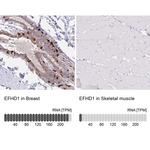 EFHD1 Antibody