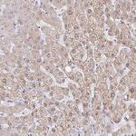 AKR1D1 Antibody in Immunohistochemistry (Paraffin) (IHC (P))