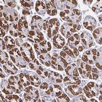 OR13A1 Antibody in Immunohistochemistry (Paraffin) (IHC (P))