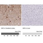 Adenylate Kinase 5 Antibody