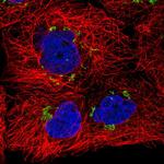 SLC30A6 Antibody in Immunocytochemistry (ICC/IF)