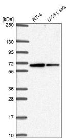 SLC30A6 Antibody in Western Blot (WB)