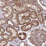 NMNAT3 Antibody in Immunohistochemistry (Paraffin) (IHC (P))