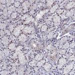 WDR72 Antibody in Immunohistochemistry (IHC)