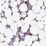 HOXB4 Antibody in Immunohistochemistry (Paraffin) (IHC (P))