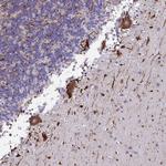 NAA30 Antibody in Immunohistochemistry (Paraffin) (IHC (P))