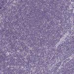 NAA30 Antibody in Immunohistochemistry (Paraffin) (IHC (P))