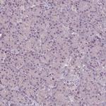 SLC26A2 Antibody in Immunohistochemistry (Paraffin) (IHC (P))