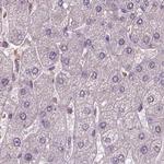 DNAH12 Antibody in Immunohistochemistry (IHC)