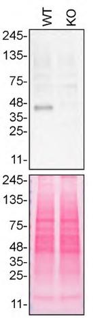 TMEM106B Antibody in Western Blot (WB)